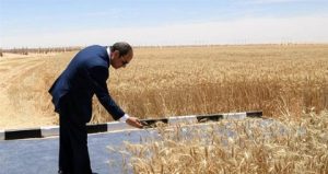 أنخفاض تاريخى فى واردات مصر من “القمح” إنتاجية قياسية وجودة عالية رغم التحديات المناخية